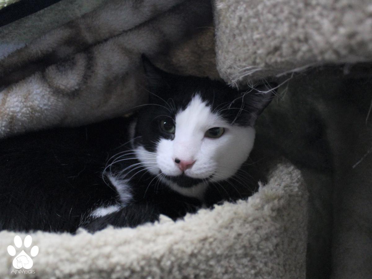 Felix photo 5