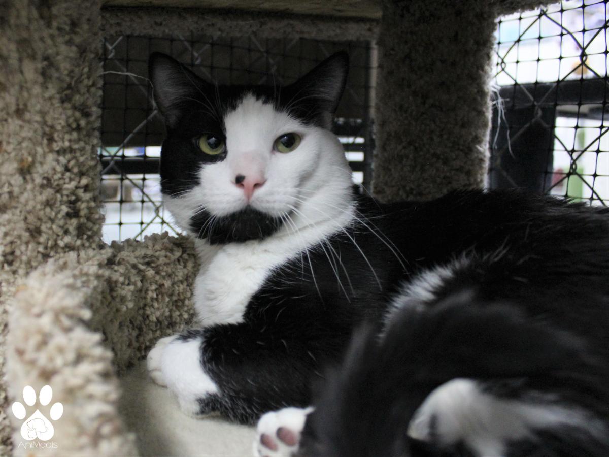 Felix, an adoptable Domestic Short Hair in Missoula, MT, 59808 | Photo Image 3