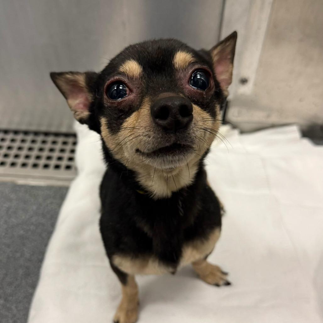 Enlarge Blazer, a Adoptable Chihuahua in Brooklyn, NY image 1/6