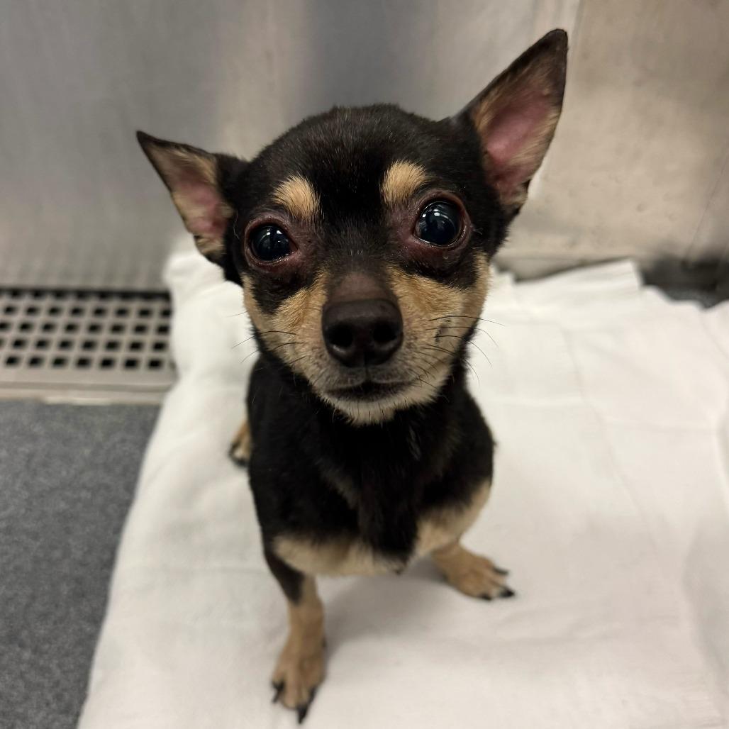 Enlarge Blazer, a Adoptable Chihuahua in Brooklyn, NY image 2/6
