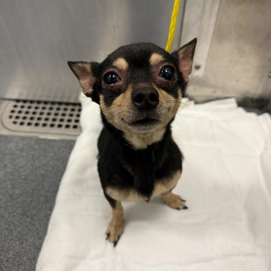 Enlarge Blazer, a Adoptable Chihuahua in Brooklyn, NY image 3/6