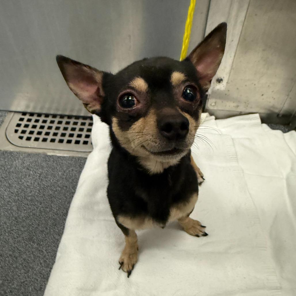 Enlarge Blazer, a Adoptable Chihuahua in Brooklyn, NY image 4/6