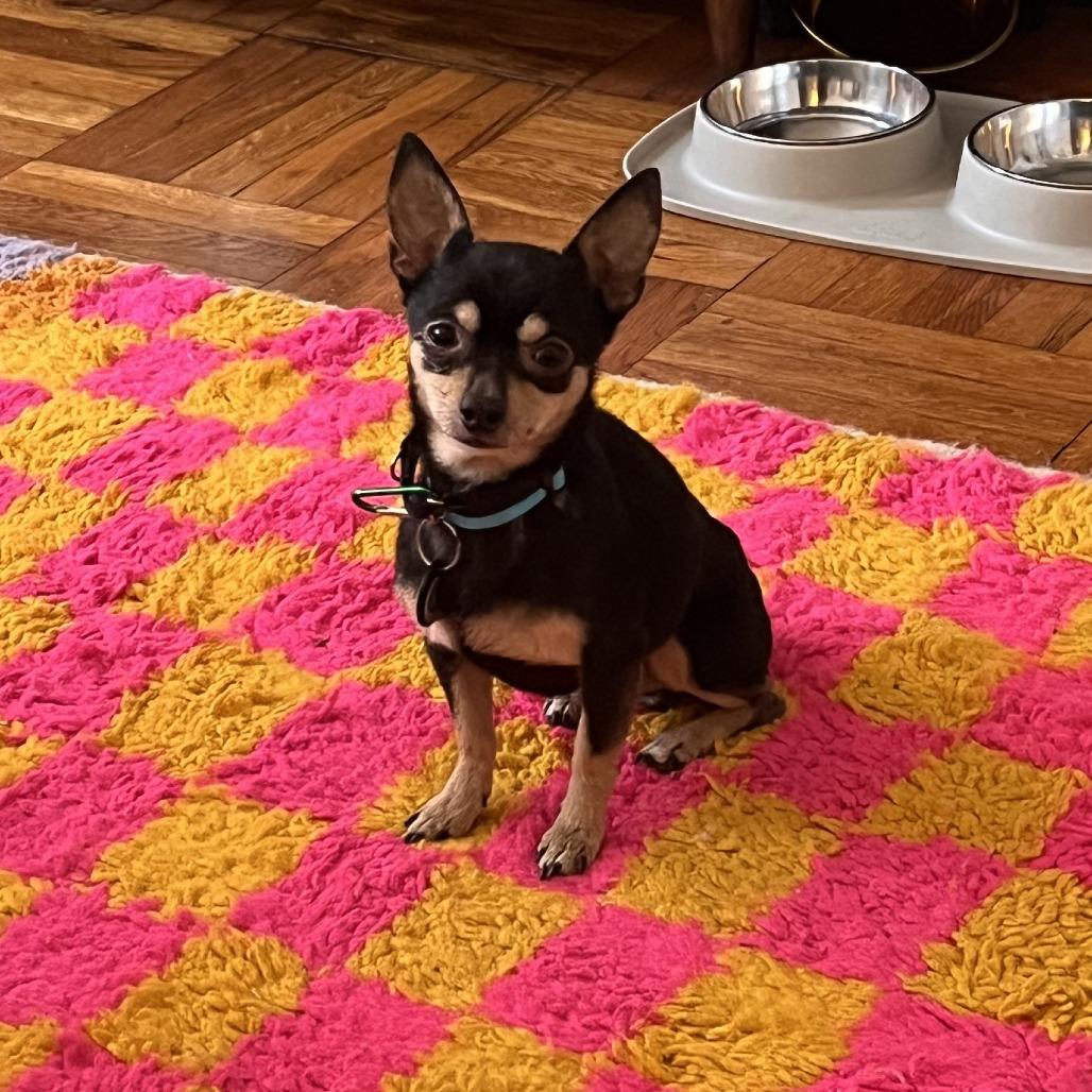 Enlarge Blazer, a Adoptable Chihuahua in Brooklyn, NY image 5/6