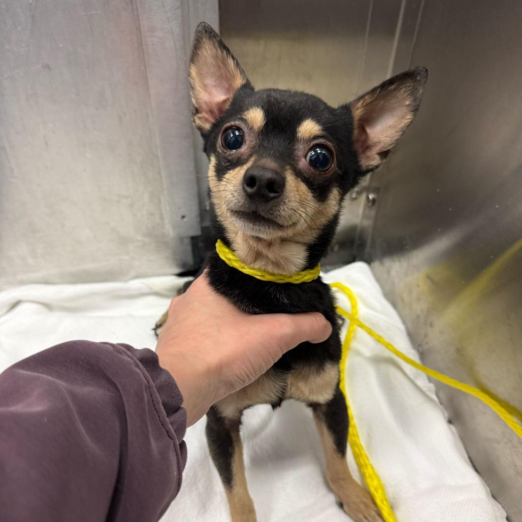 Enlarge Blazer, a Adoptable Chihuahua in Brooklyn, NY image 6/6