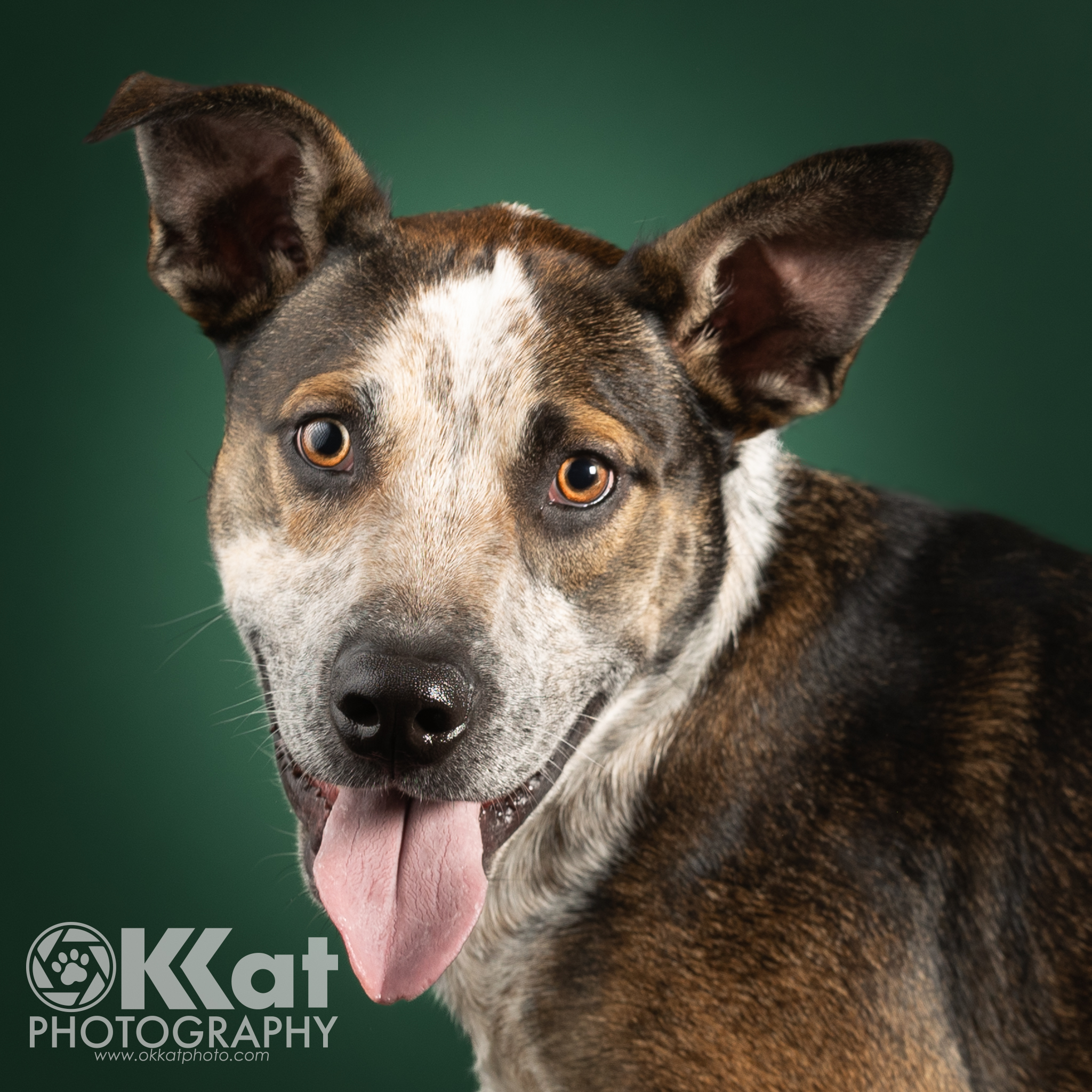 Enlarge Howdy, a Adopted mixed breed in Norman, OK image 2/6