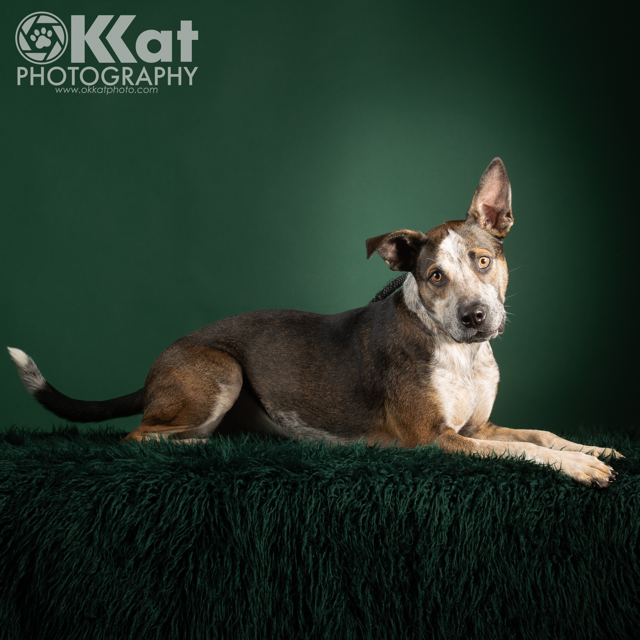 Enlarge Howdy, a Adopted mixed breed in Norman, OK image 1/6