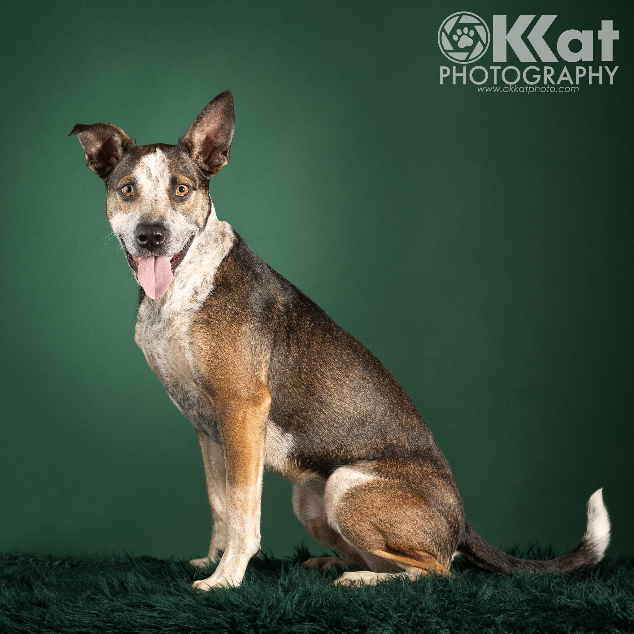 Enlarge Howdy, a Adopted mixed breed in Norman, OK image 3/6