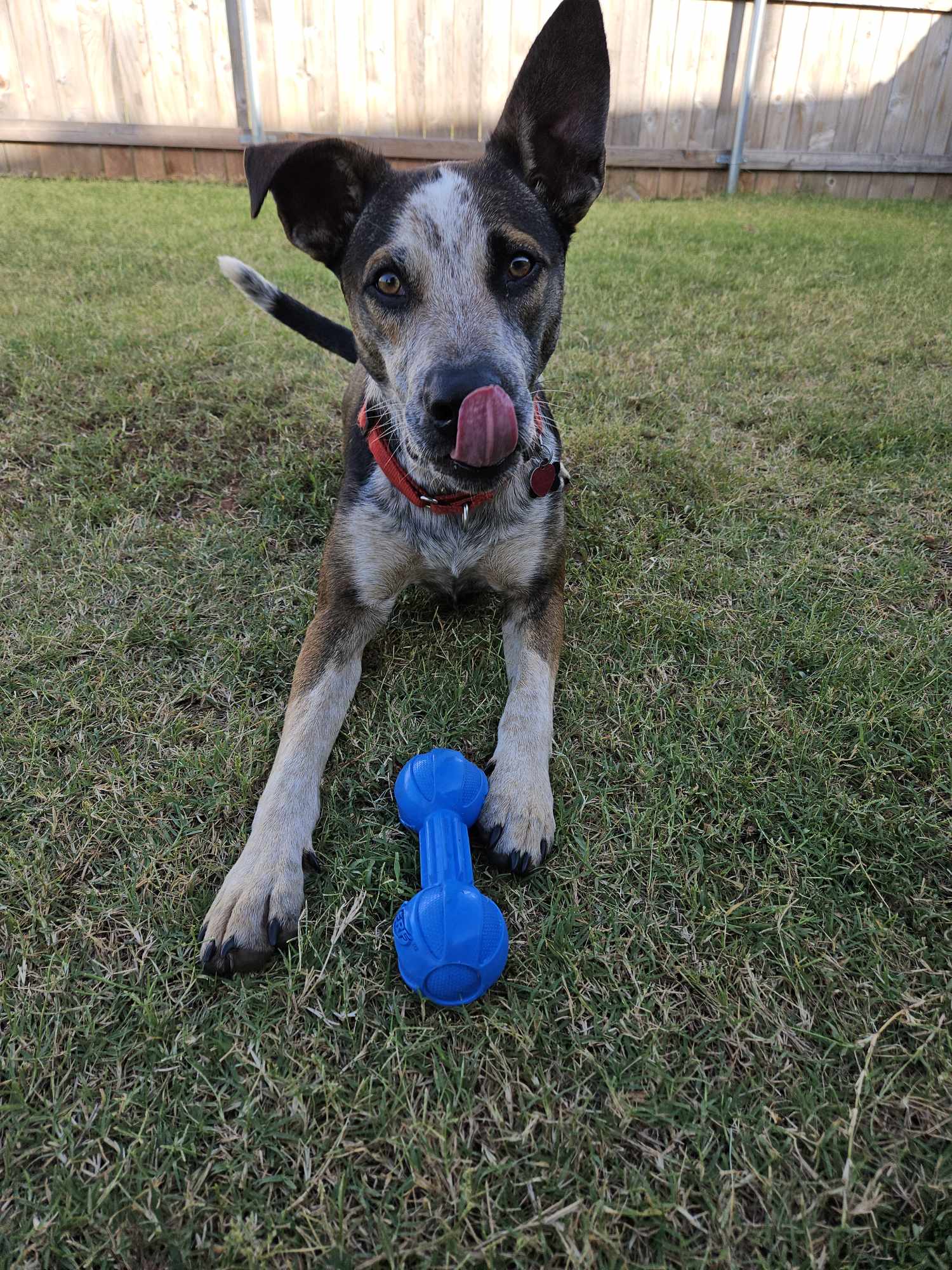 Enlarge Howdy, a Adopted mixed breed in Norman, OK image 4/6