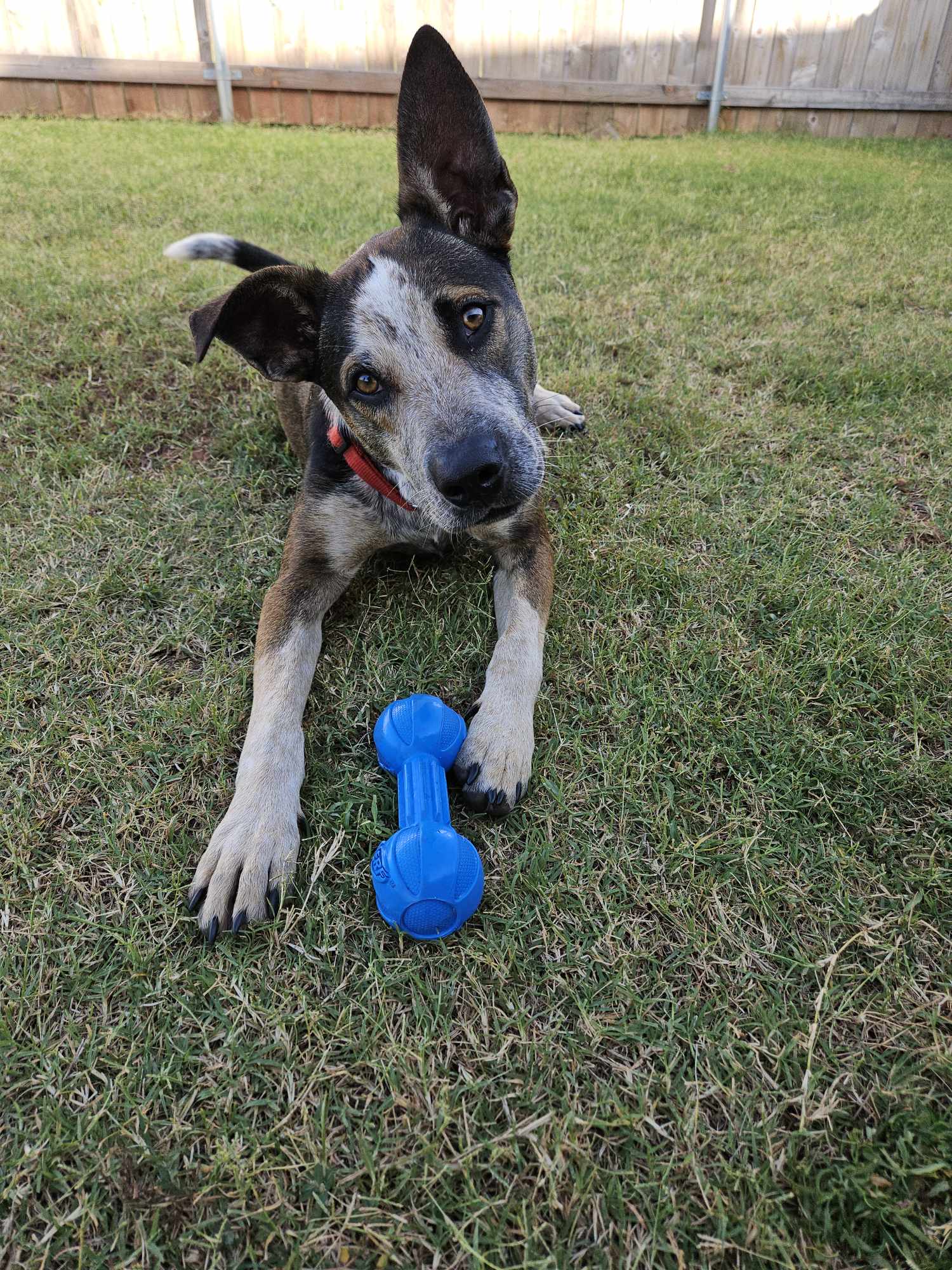 Enlarge Howdy, a Adopted mixed breed in Norman, OK image 5/6