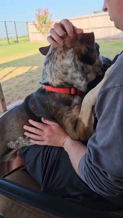 Enlarge Howdy, a Adopted mixed breed in Norman, OK video 6/6