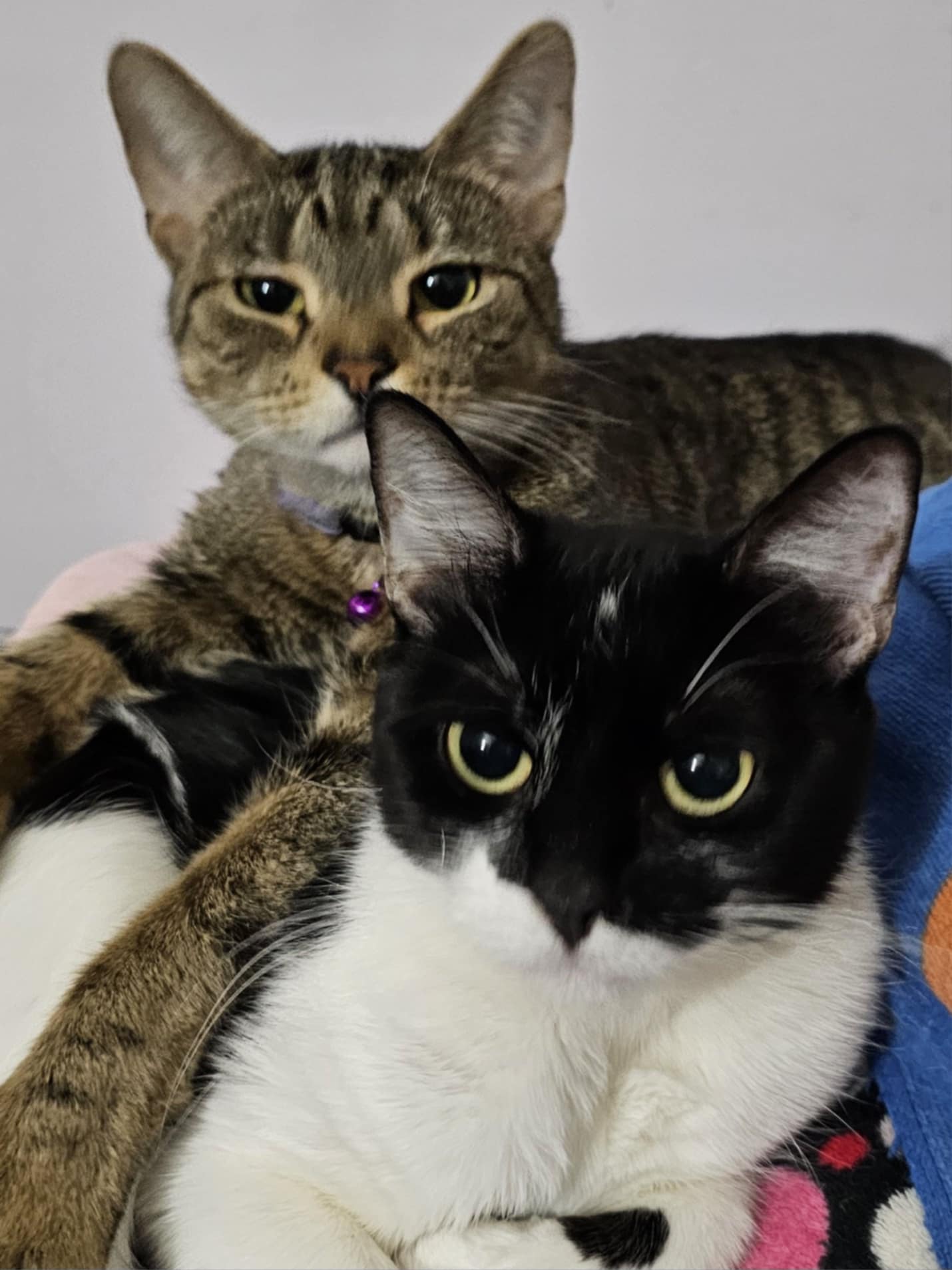 Bubbles and Petra