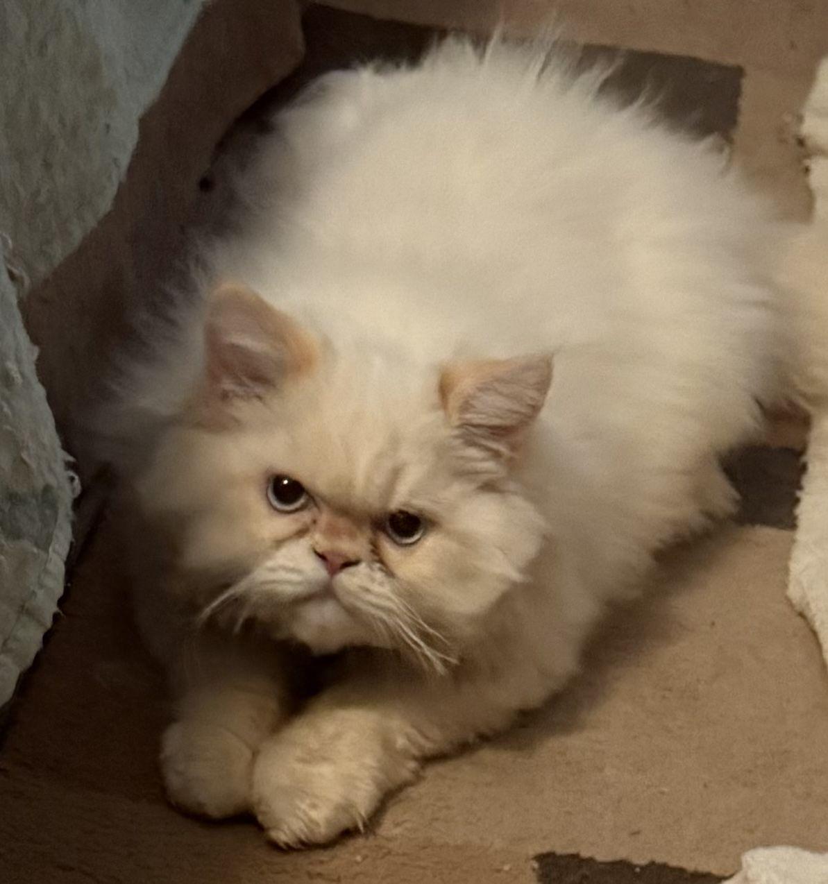 Enlarge KONRAD, a Adoptable Himalayan in Powder Springs, GA image 1/1