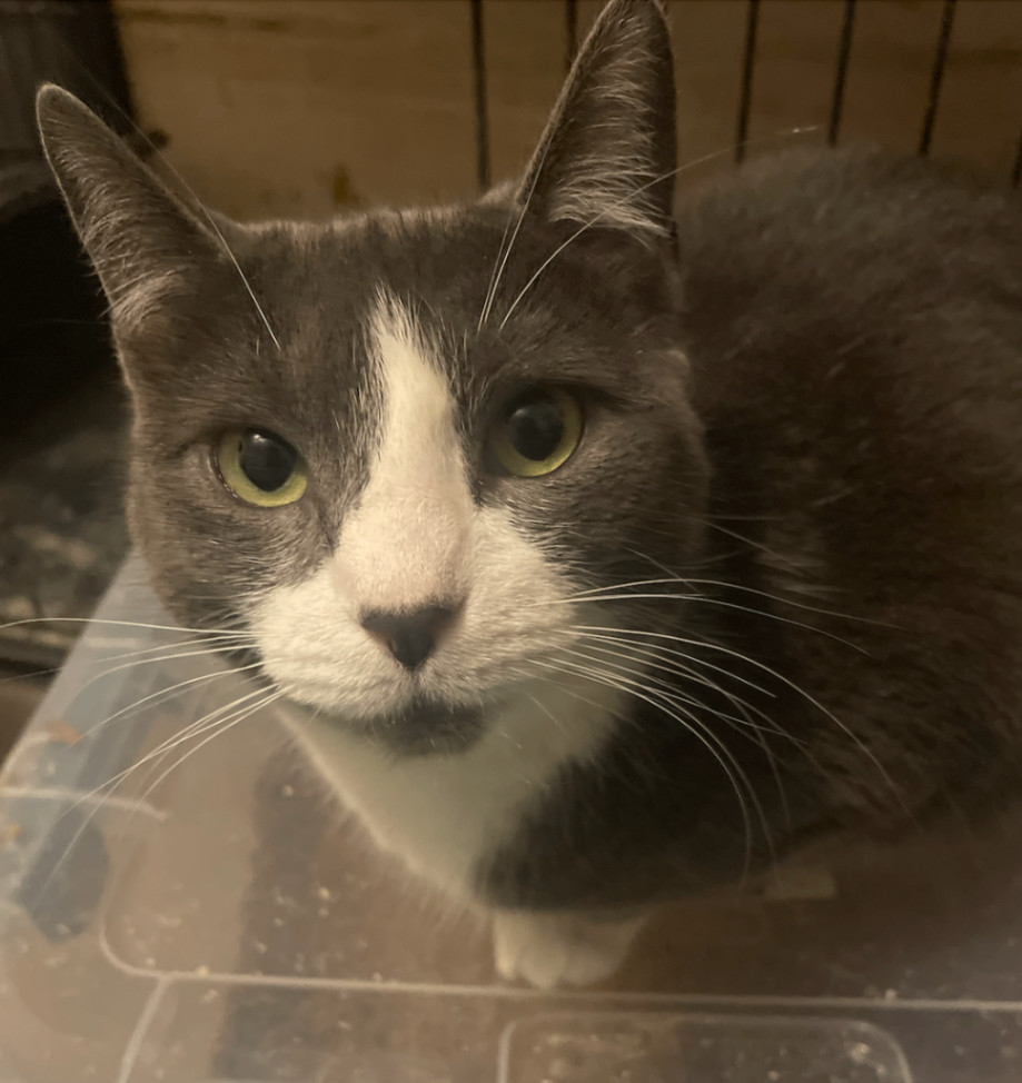 Enlarge Dolly, a Adoptable American Shorthair in Philadelphia, PA image 1/8