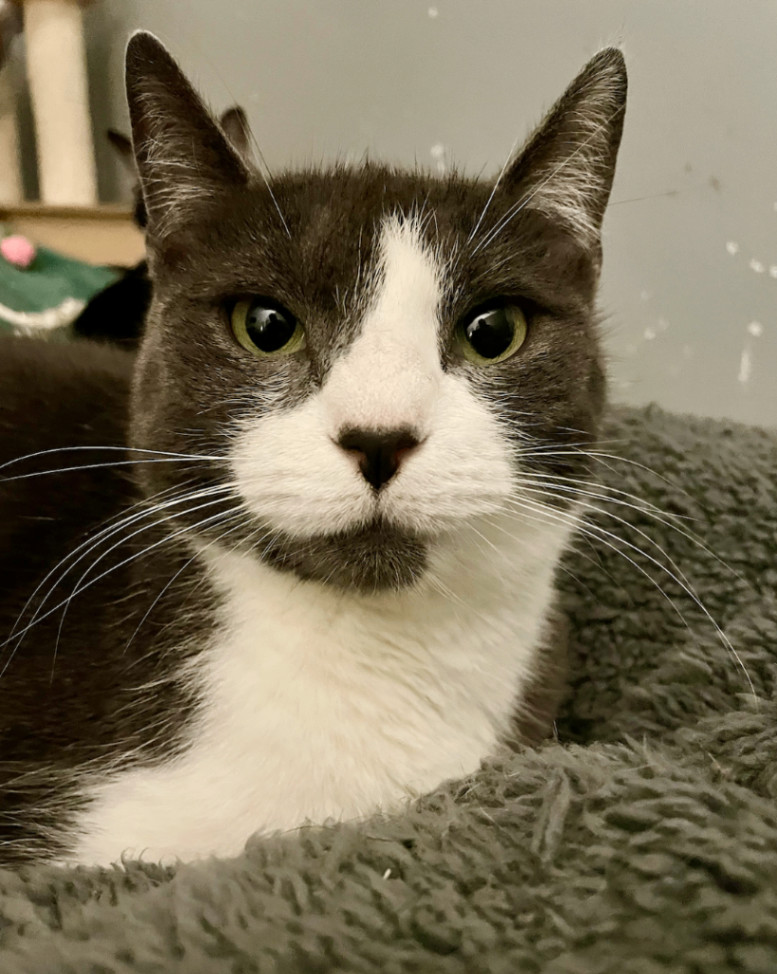 Enlarge Dolly, a Adoptable American Shorthair in Philadelphia, PA image 2/8