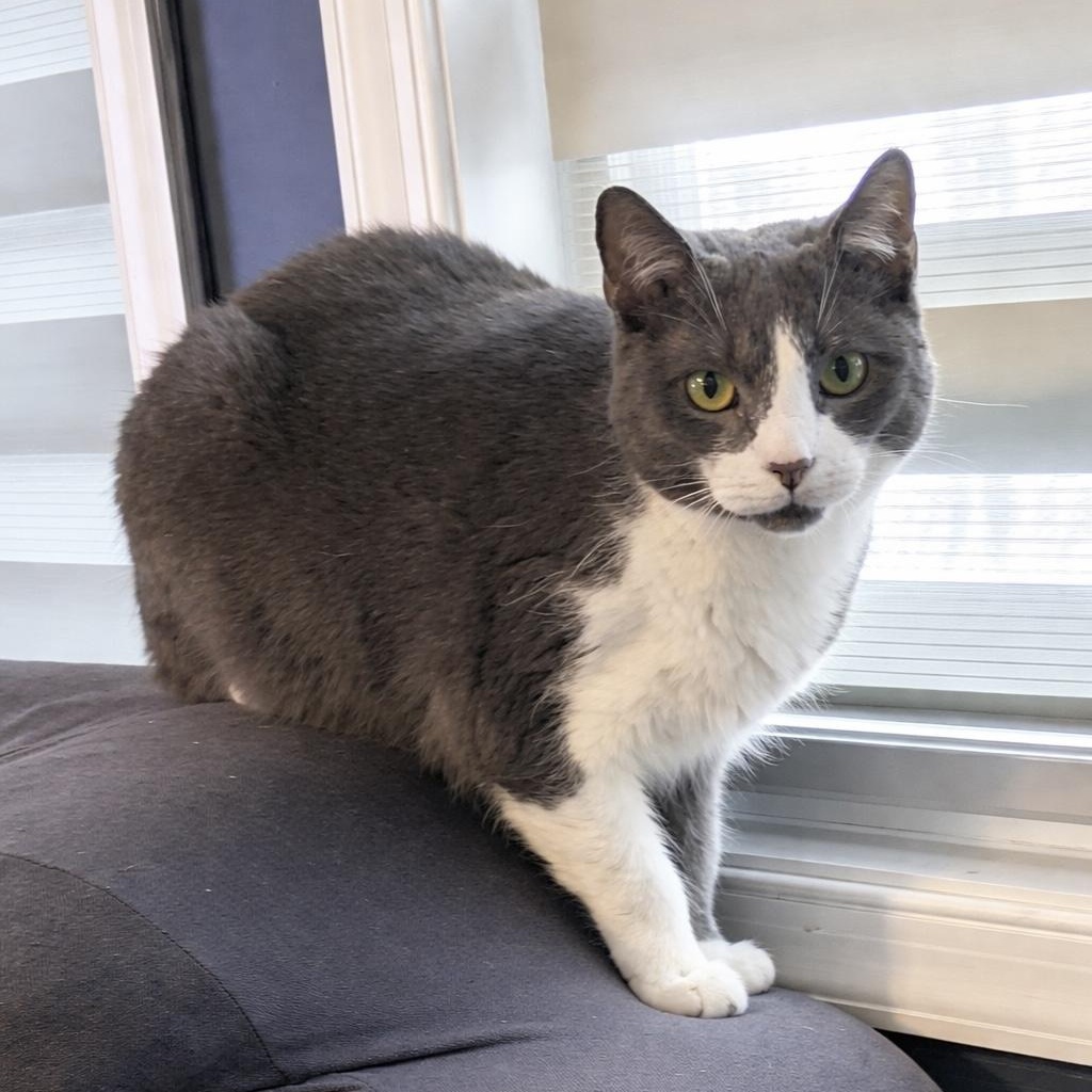 Enlarge Dolly, a Adoptable American Shorthair in Philadelphia, PA image 1/5