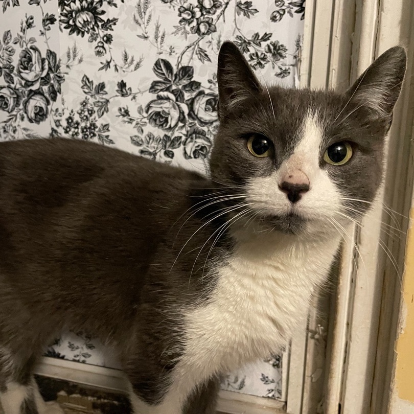 Enlarge Dolly, a Adoptable American Shorthair in Philadelphia, PA image 3/8