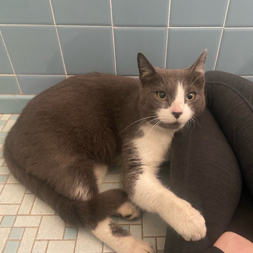 Enlarge Dolly, a Adoptable American Shorthair in Philadelphia, PA image 4/8