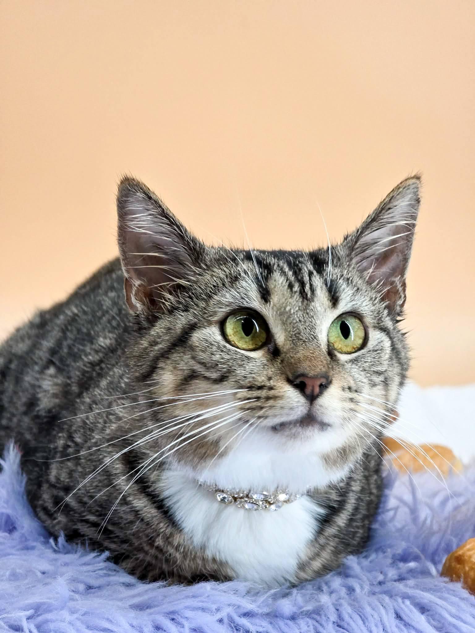 Enlarge Croissant, a ADOPTABLE Domestic Short Hair in Sevierville, TN image 3/4