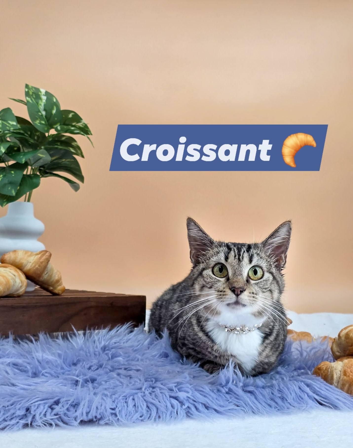 Enlarge Croissant, a ADOPTABLE Domestic Short Hair in Sevierville, TN image 1/4