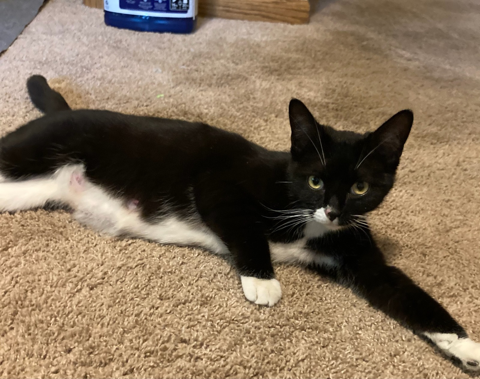 Enlarge June, an adoptable Domestic Short Hair in Faribault, MN image 1/1