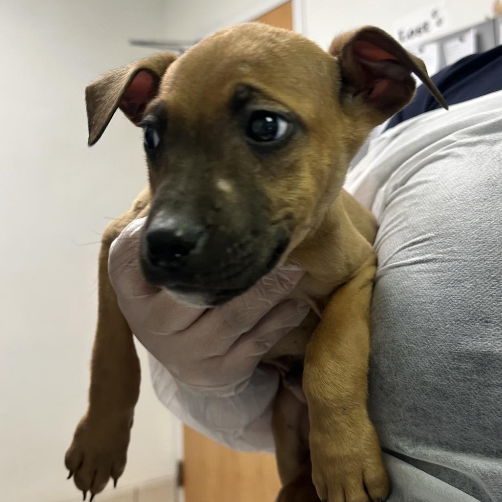 Enlarge Pride, a Adoptable Mixed Breed in Charleston, WV image 1/2