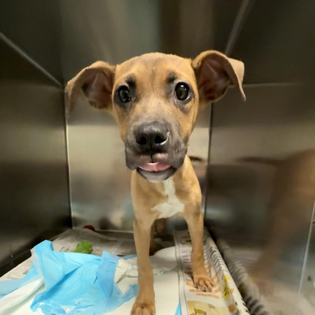 Enlarge Pride, a Adoptable Mixed Breed in Charleston, WV image 2/2