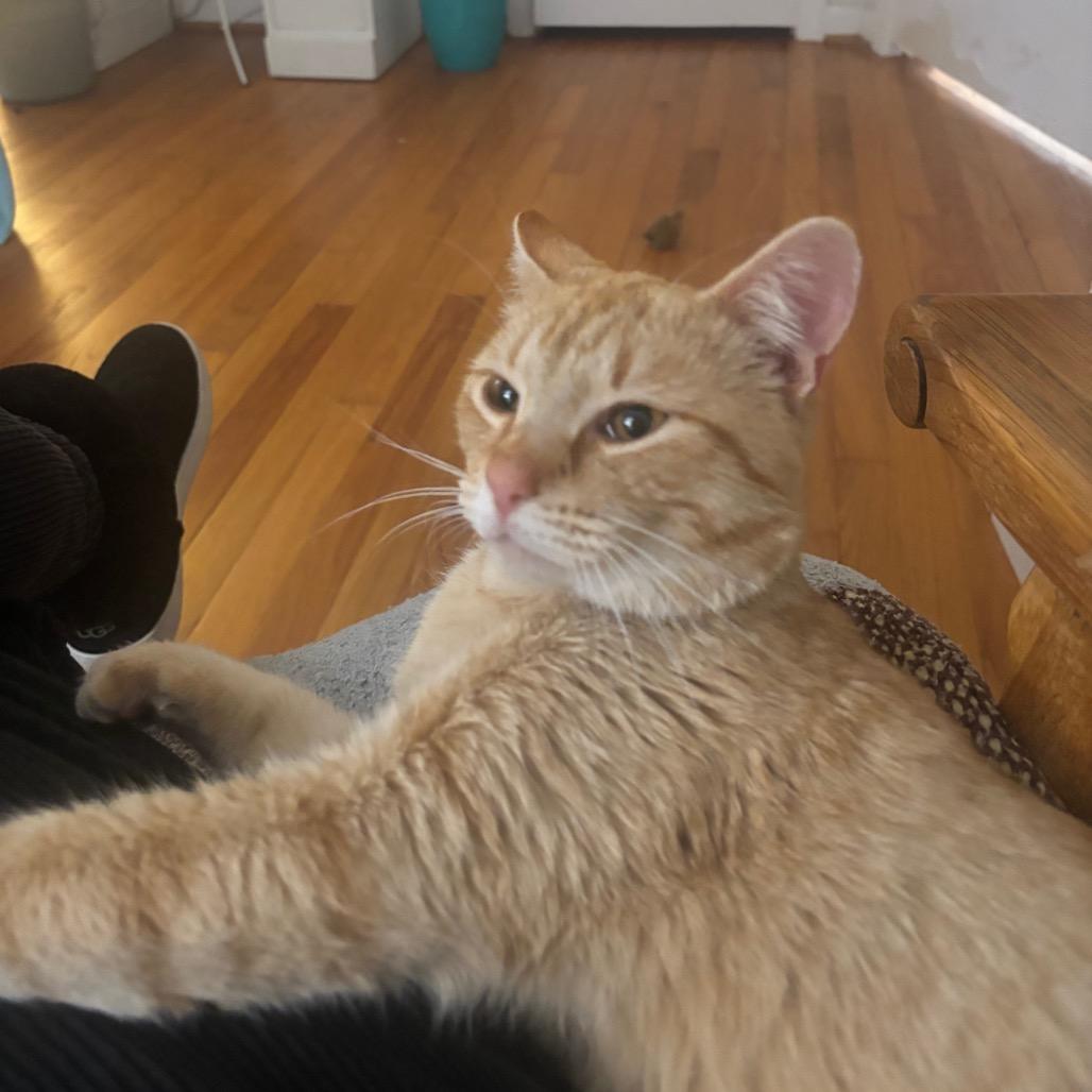 Enlarge Valentin, a Adoptable Domestic Short Hair in Plano, TX image 1/6