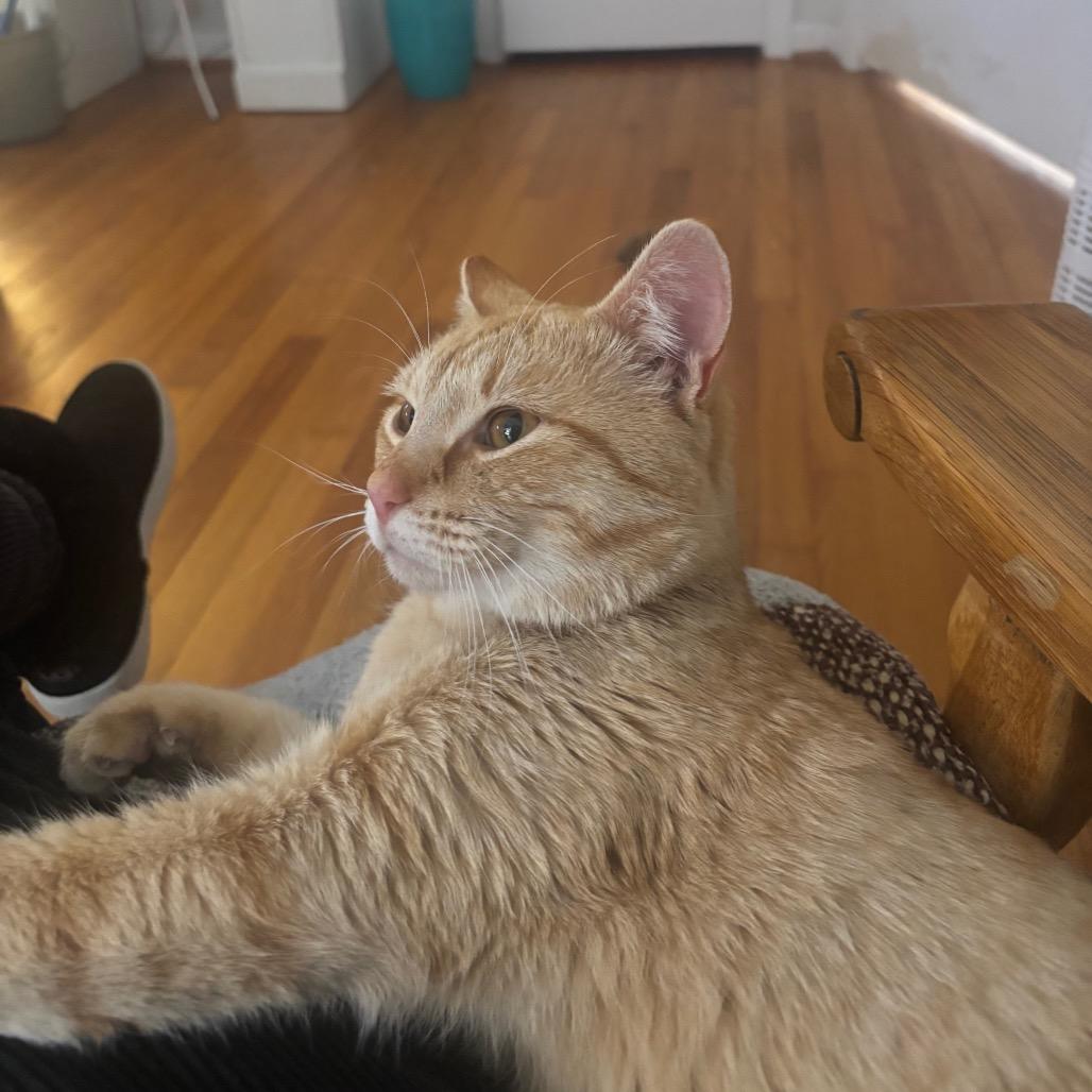 Enlarge Valentin, a Adoptable Domestic Short Hair in Plano, TX image 2/6