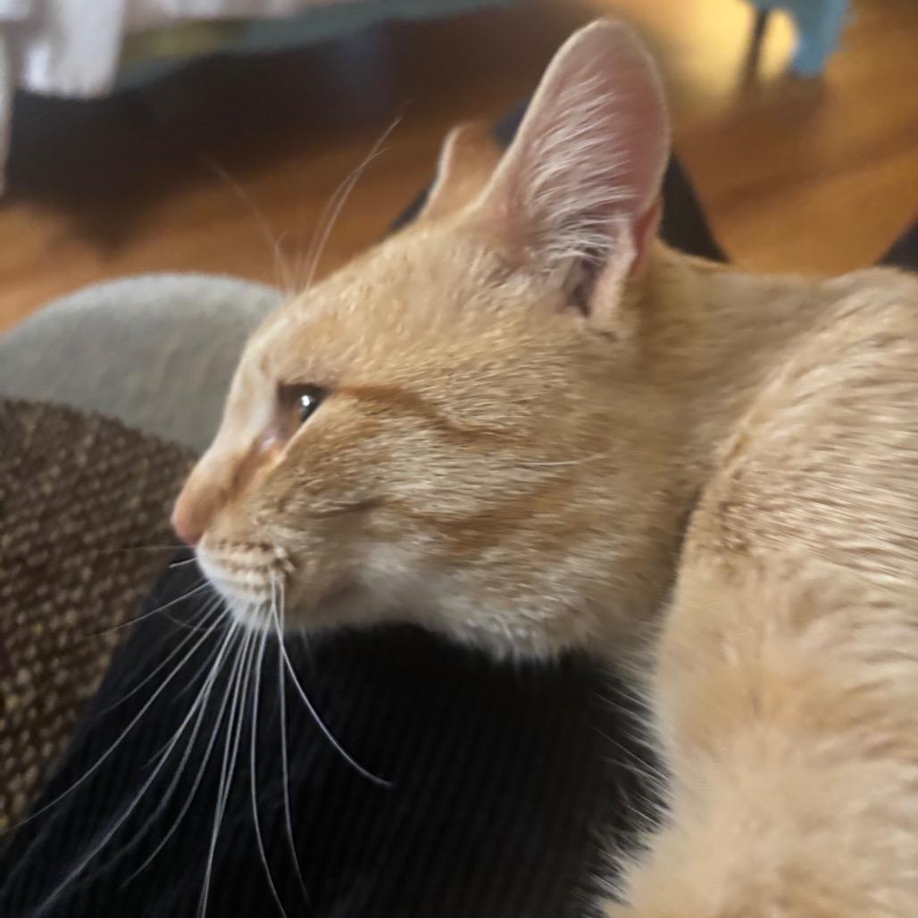 Enlarge Valentin, a Adoptable Domestic Short Hair in Plano, TX image 4/6