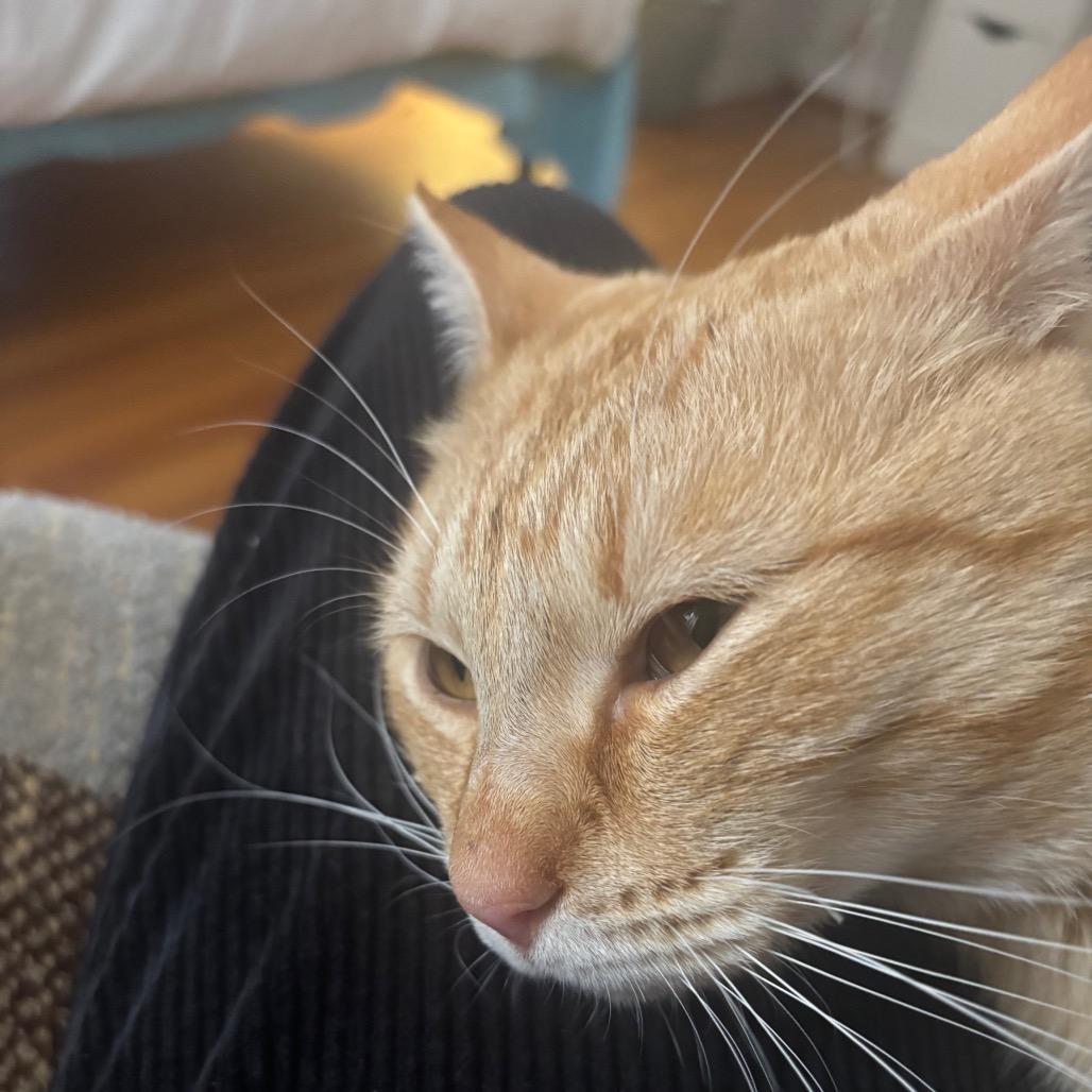 Enlarge Valentin, a Adoptable Domestic Short Hair in Plano, TX image 5/6