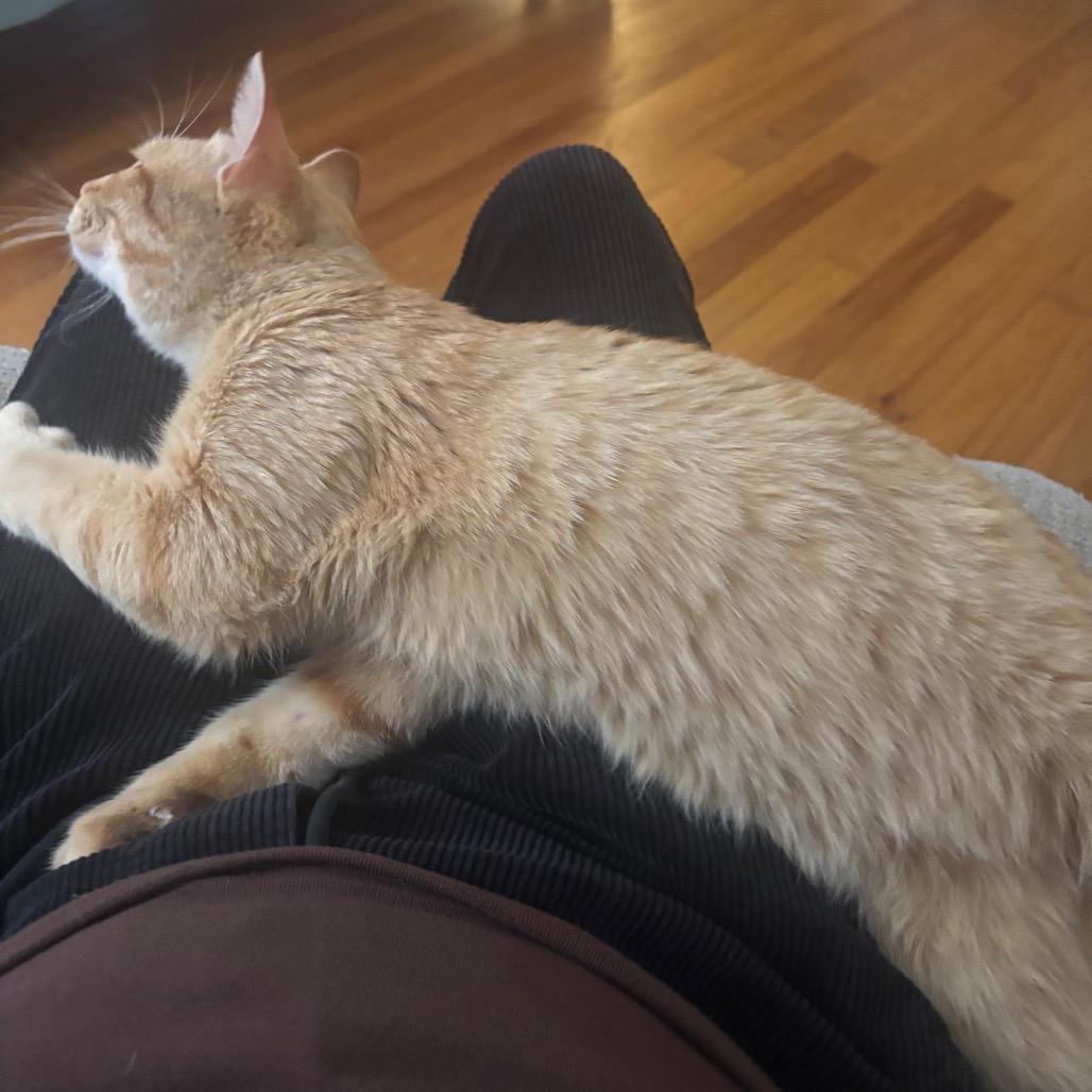 Enlarge Valentin, a Adoptable Domestic Short Hair in Plano, TX image 6/6