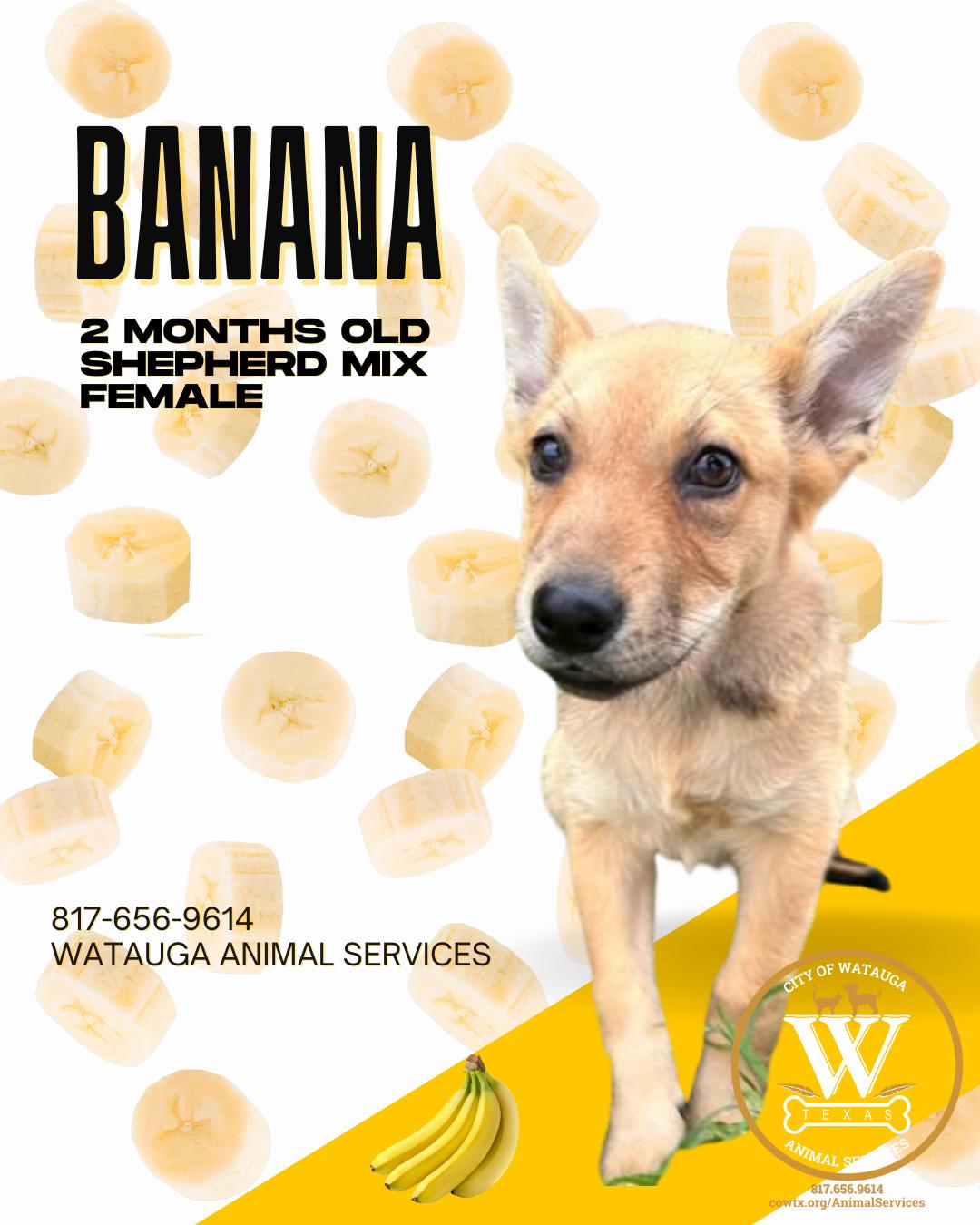 Banana, ADOPTABLE, Puppy Female German Shepherd Dog.