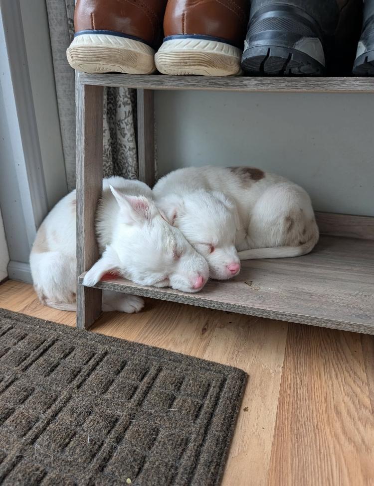 Jacques & Brigitte , a Adoptable mixed breed in St. Ignace, MI image 2/5