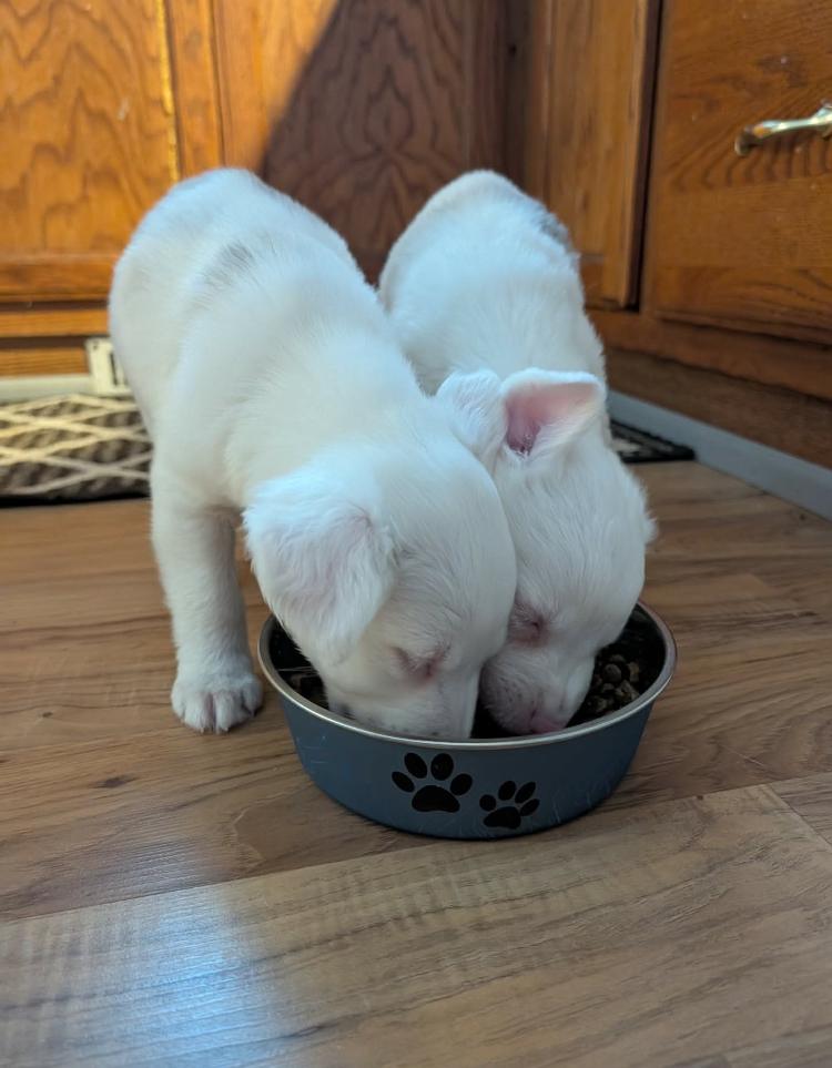 Jacques & Brigitte , a Adoptable mixed breed in St. Ignace, MI image 3/5