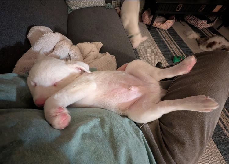 Jacques & Brigitte , a Adoptable mixed breed in St. Ignace, MI image 4/5