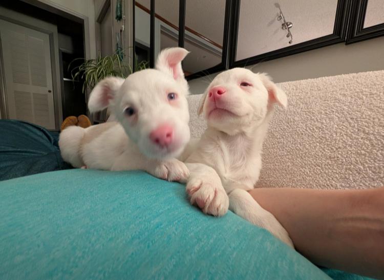 Jacques & Brigitte , Adoptable, Puppy Male Australian Shepherd.