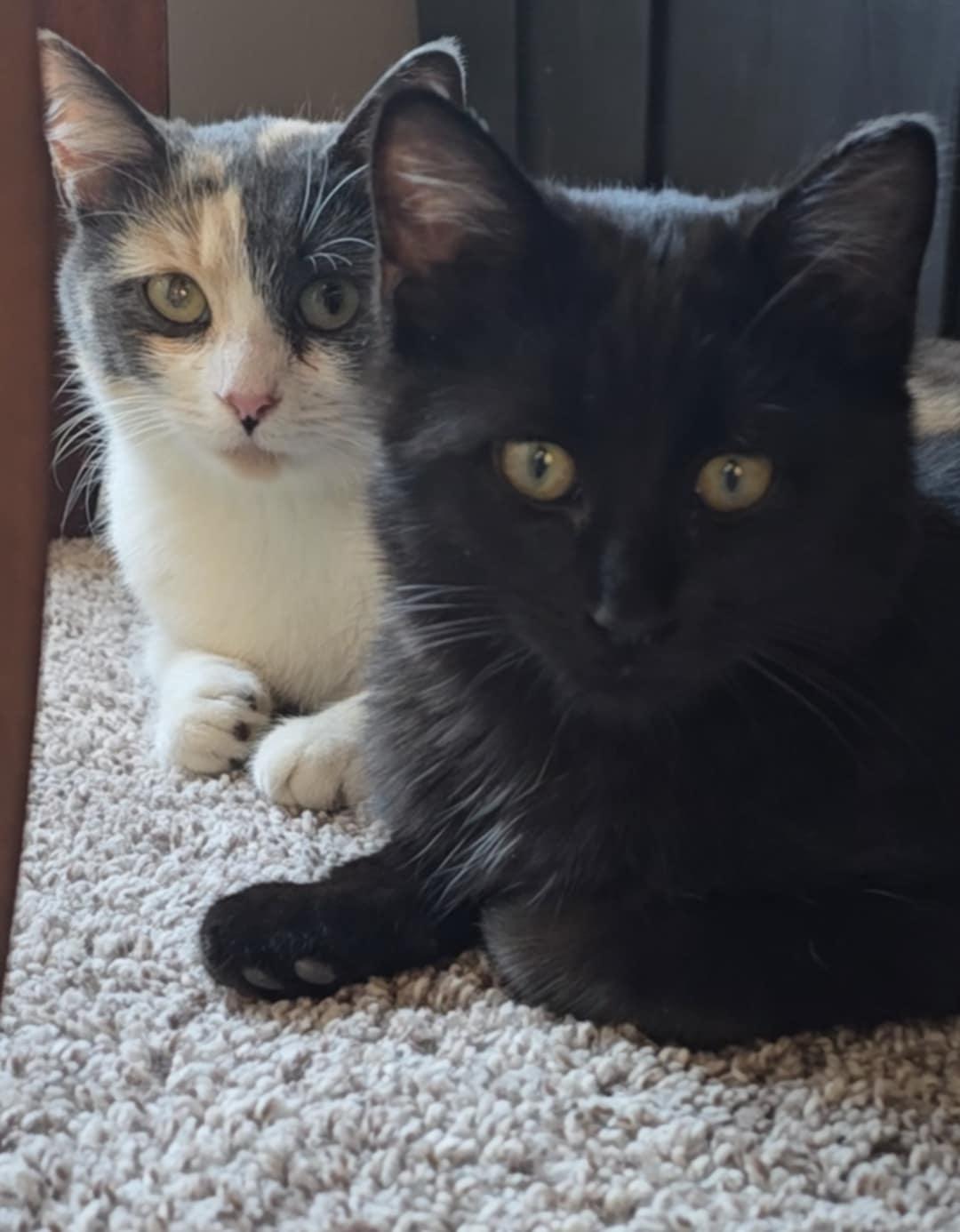 Peaches and Onyx, an adoptable mixed breed in Mission, KS image 1/6