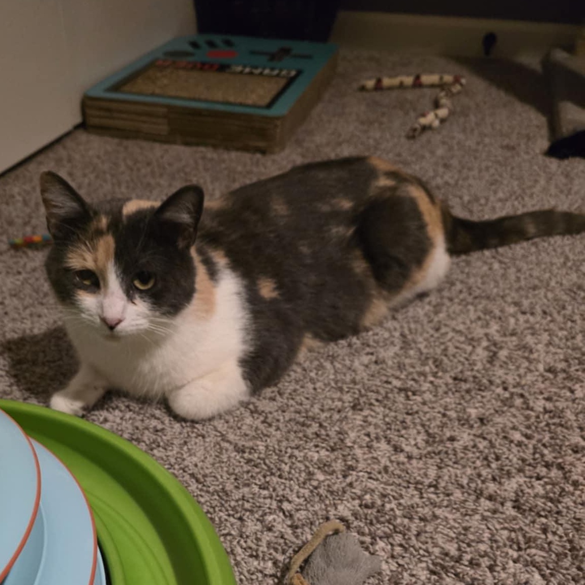 Peaches and Onyx, an adoptable mixed breed in Mission, KS image 2/6