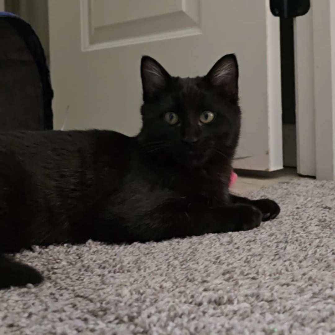 Peaches and Onyx, an adoptable mixed breed in Mission, KS image 3/6