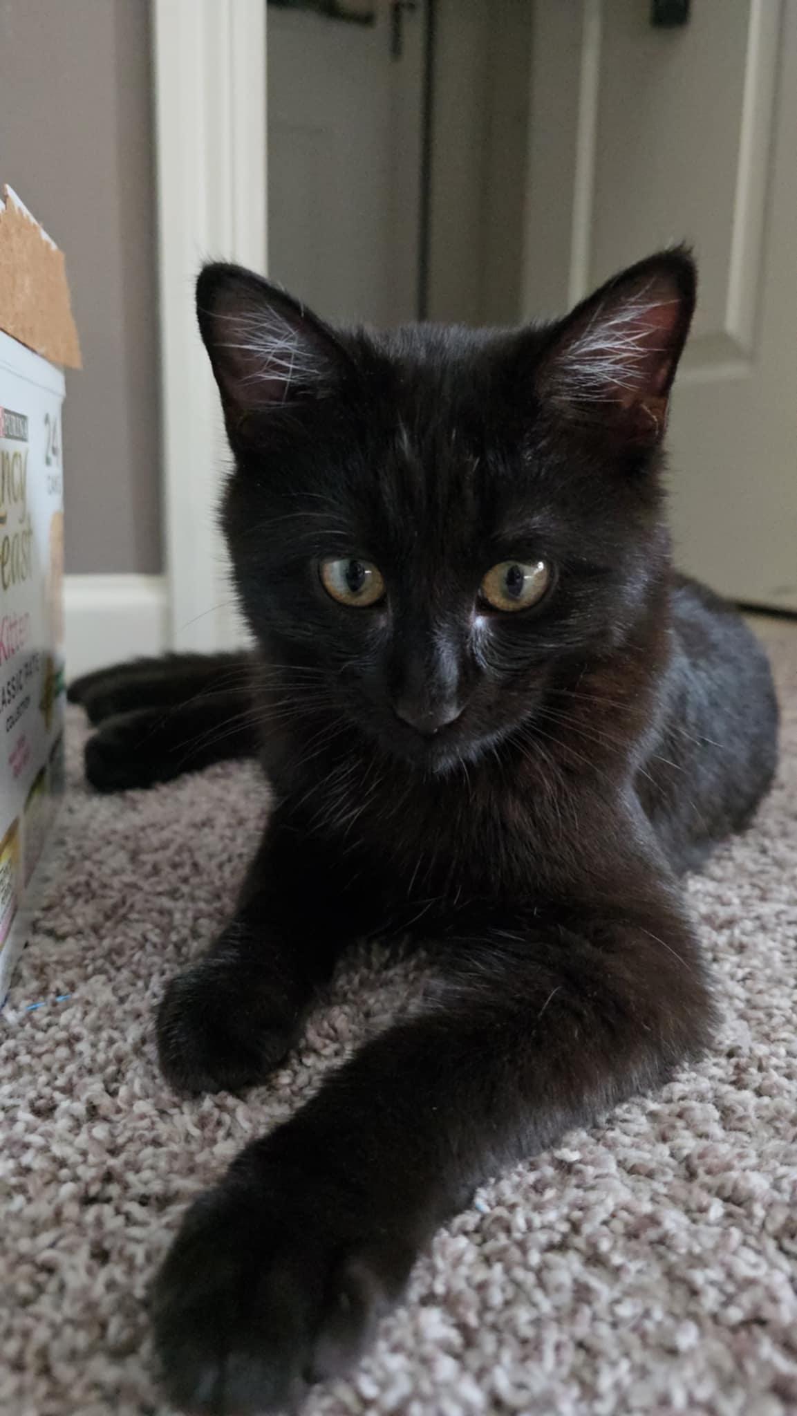 Peaches and Onyx, an adoptable mixed breed in Mission, KS image 5/6