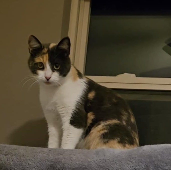 Peaches and Onyx, an adoptable mixed breed in Mission, KS image 6/6