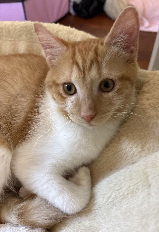 Cardinal - KITTEN in foster, Adoptable, Young Male Domestic Short Hair.