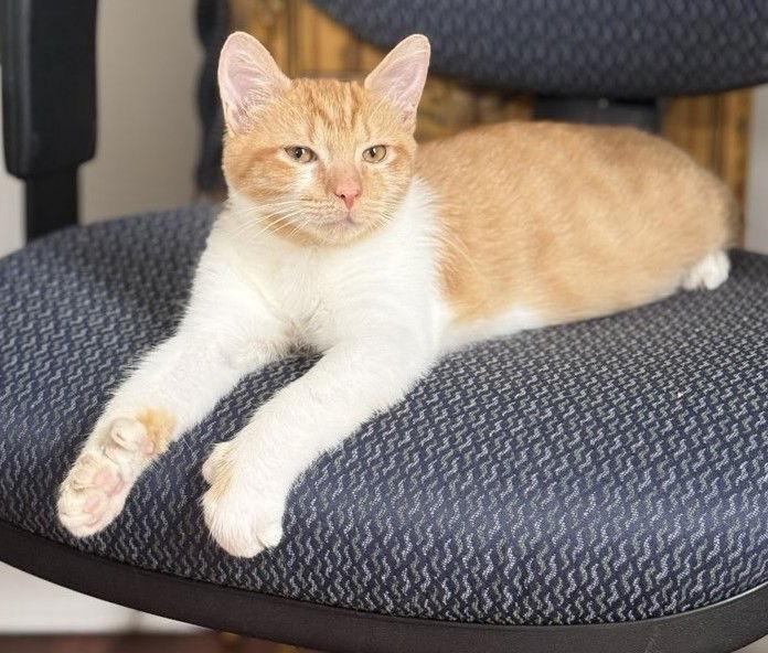 Enlarge Cardinal - KITTEN in foster, a Adoptable Domestic Short Hair in Alexandria, VA image 3/3