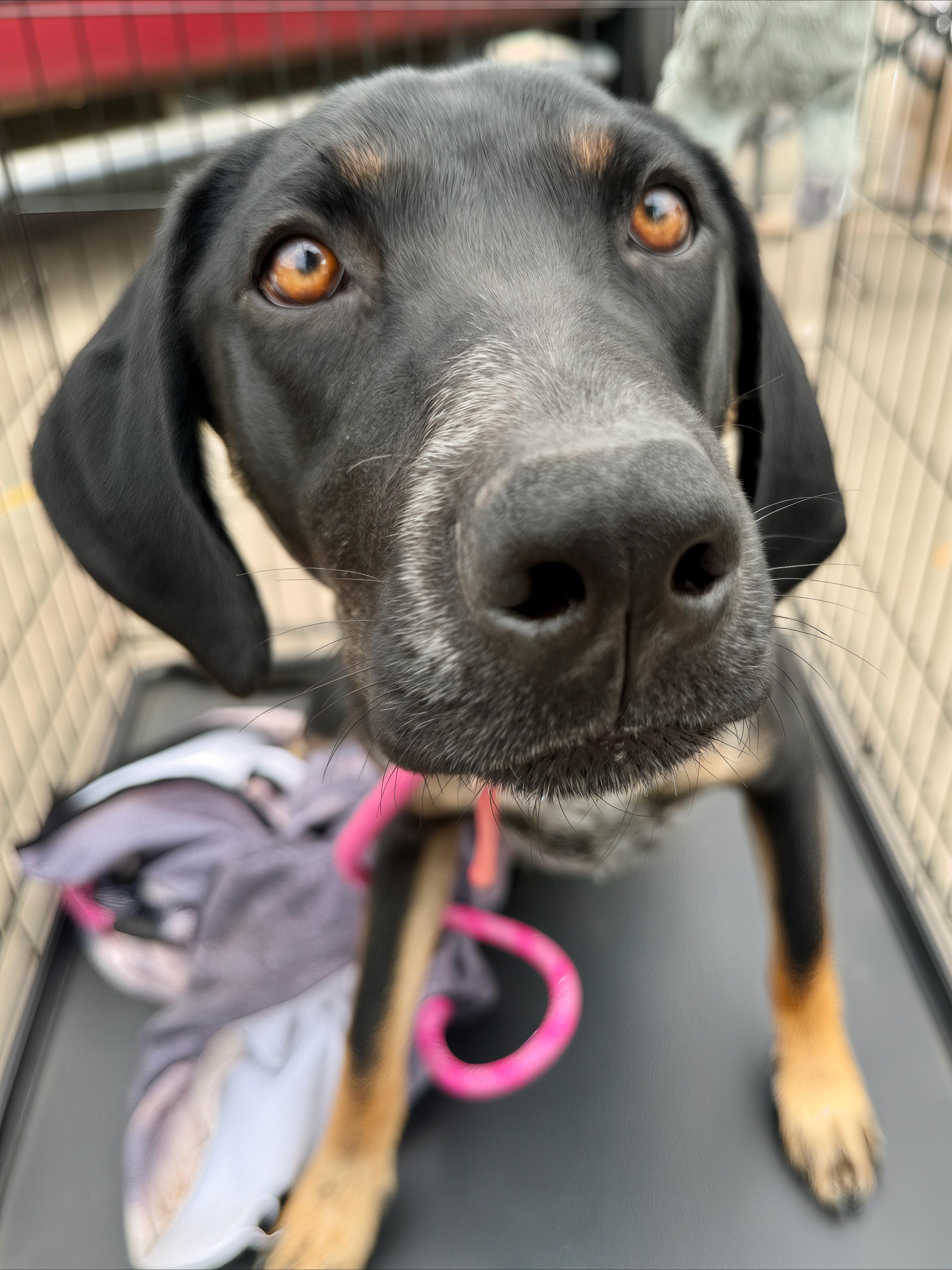 Enlarge Diesel, a ADOPTABLE Coonhound in Livingston, TX image 1/2