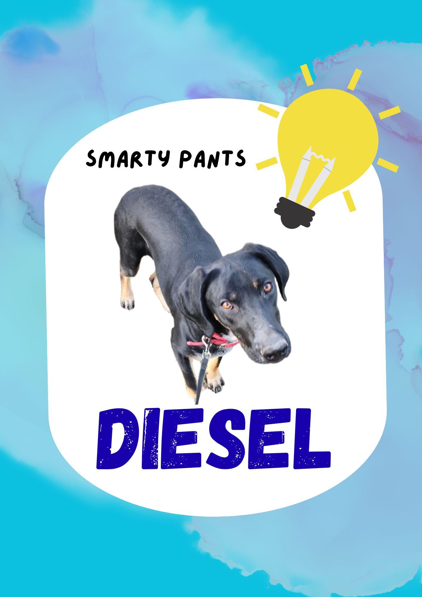 Enlarge Diesel, a ADOPTABLE Coonhound in Livingston, TX image 2/2