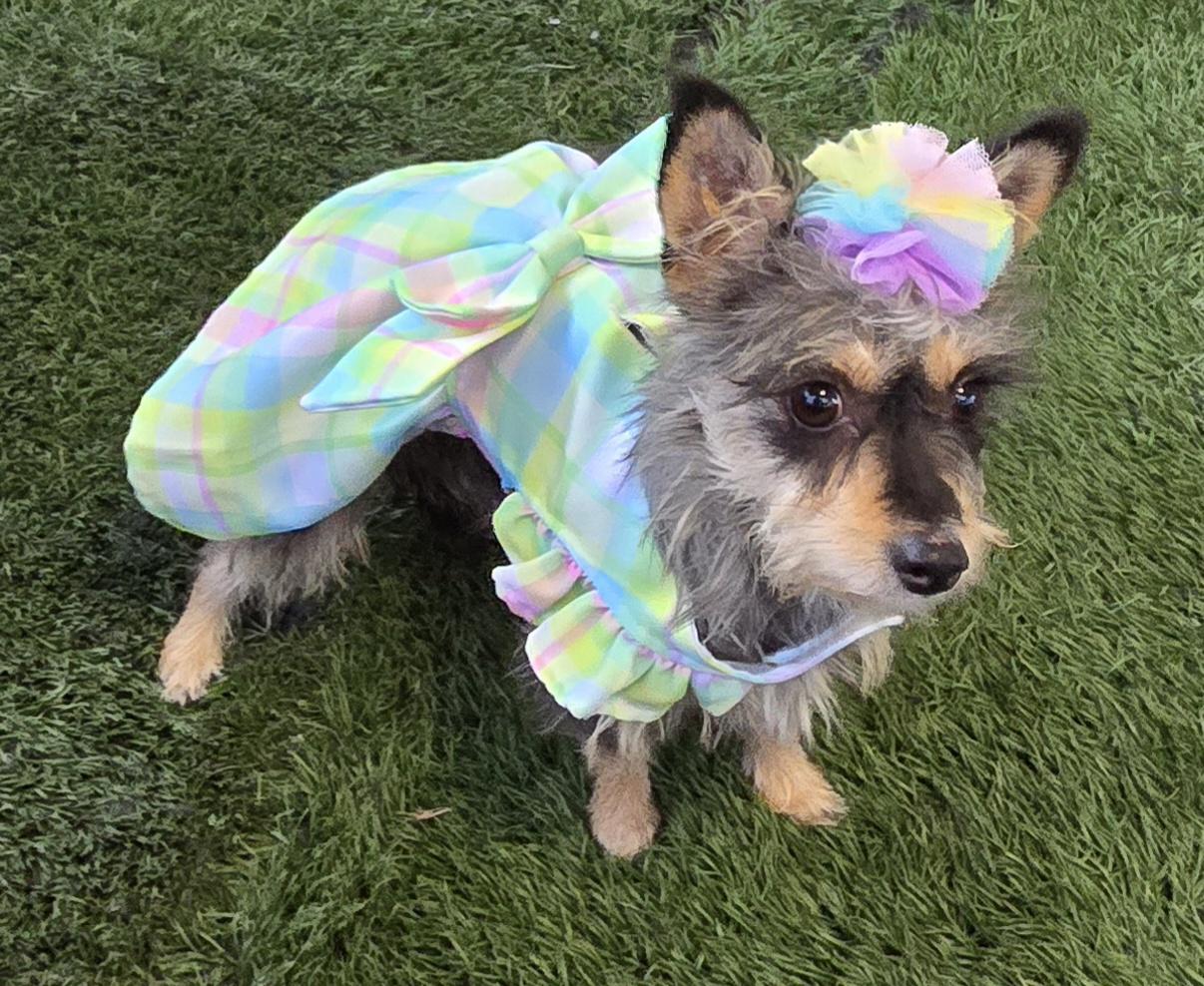 Elvira, adopted, Young Female Chorkie.