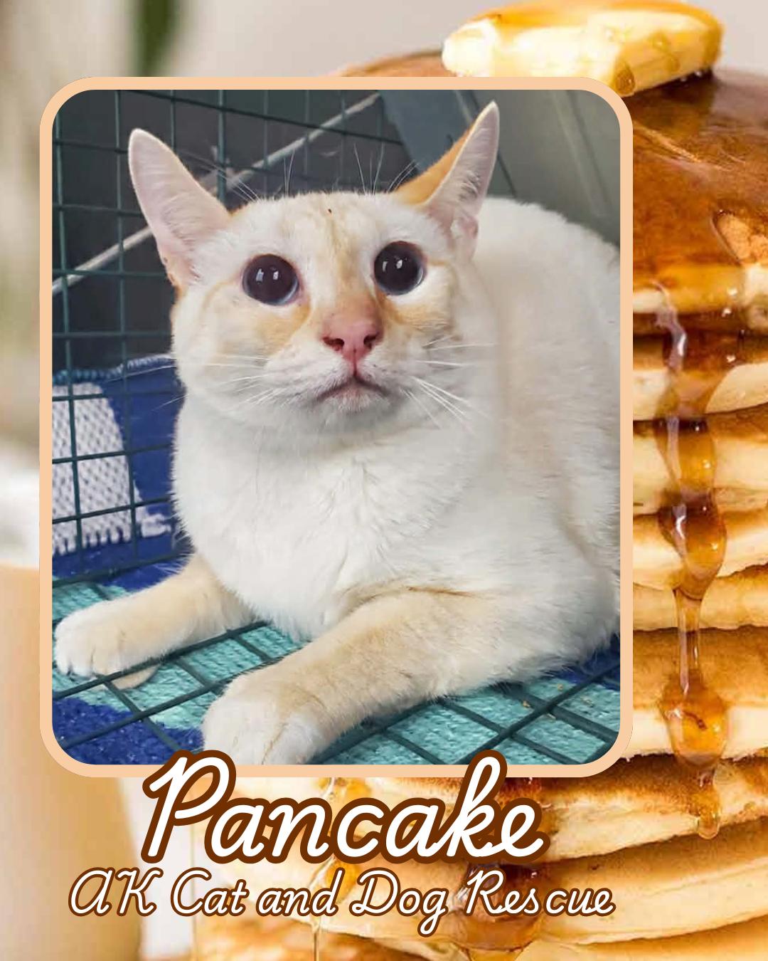 Enlarge Pancake, a Adoptable mixed breed in Wasilla, AK image 1/1
