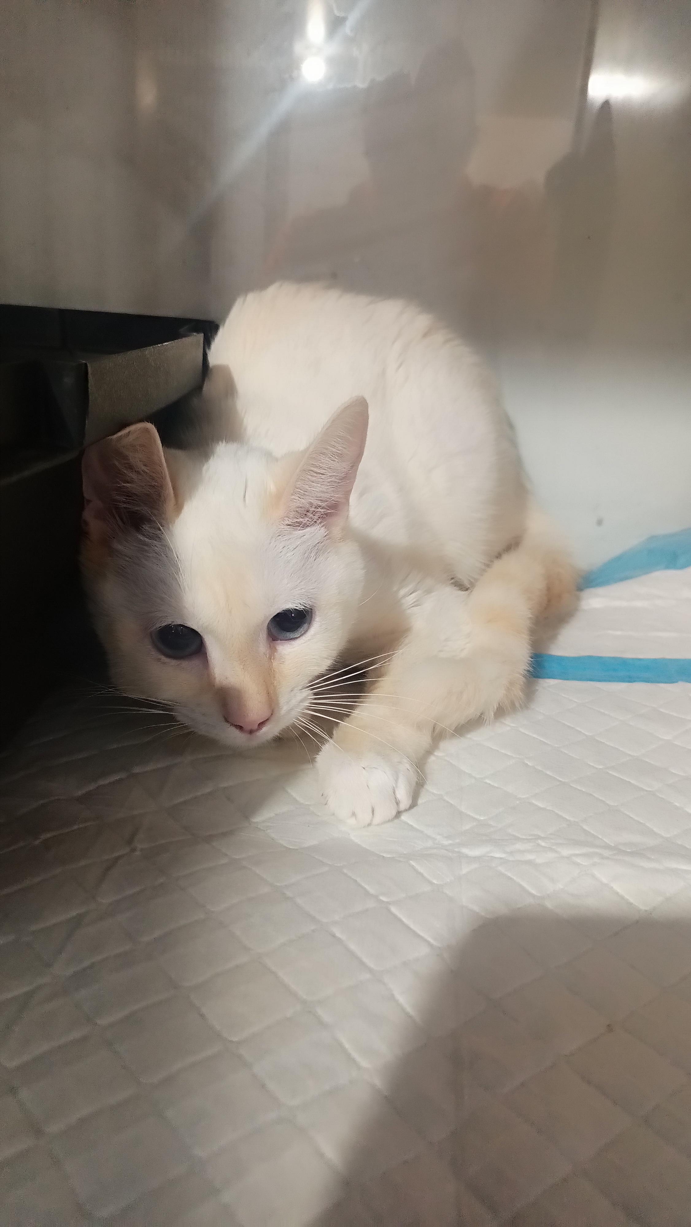 Enlarge Pancake, a Adoptable mixed breed in Wasilla, AK image 1/1