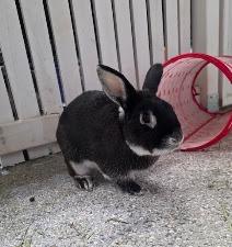 Enlarge Bunito, a Adoptable Bunny Rabbit in CRYSTAL LAKE, IL image 1/1