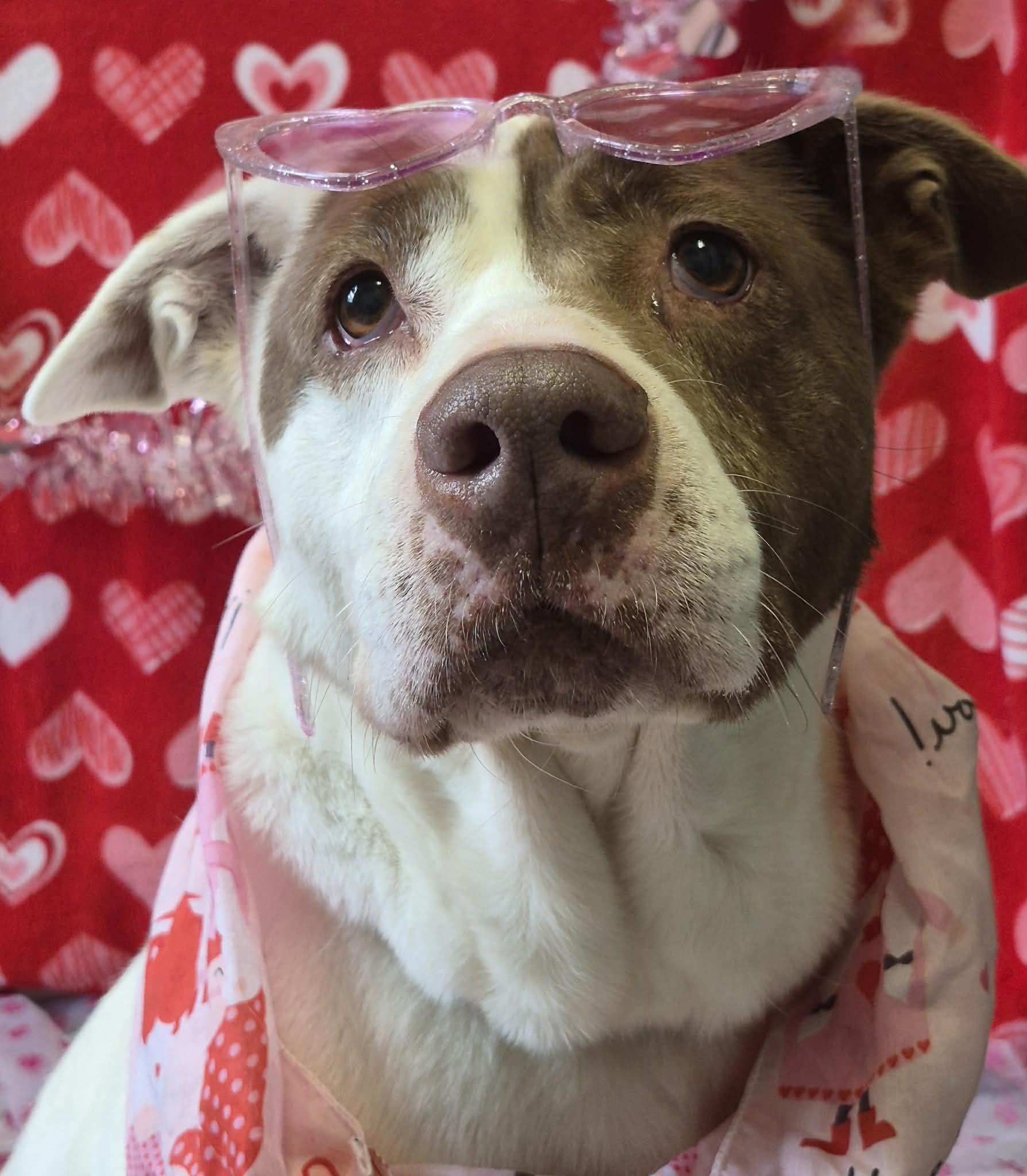 Kate, Adoptable, Young Female Staffordshire Bull Terrier.